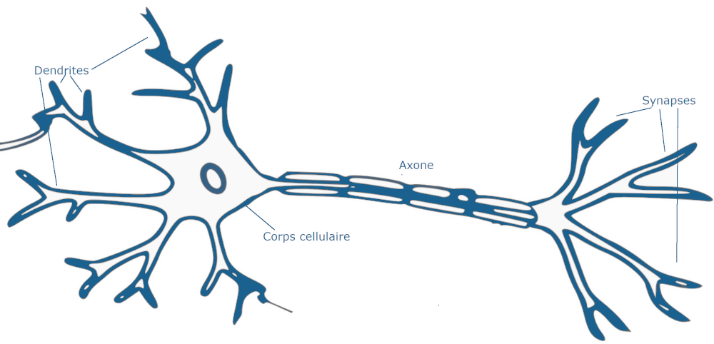 _images/neurone.png